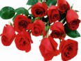 /album/fotogaleria-inicio/rosas-jpg/
